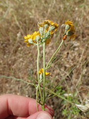 Eriophyllum latilobum