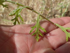 Eriophyllum latilobum