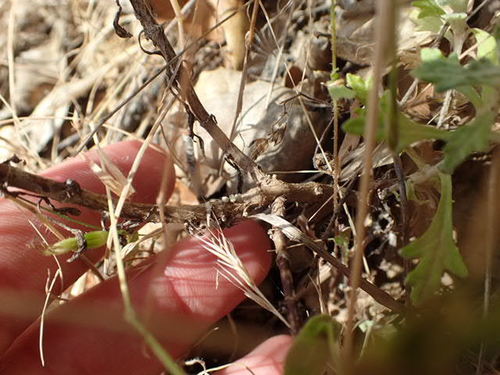Image of Eriophyllum latilobum by no rights reserved