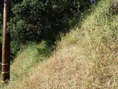 Eriophyllum latilobum