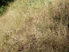 Eriophyllum latilobum