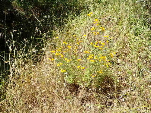 Image of Eriophyllum latilobum by no rights reserved