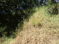 Eriophyllum latilobum