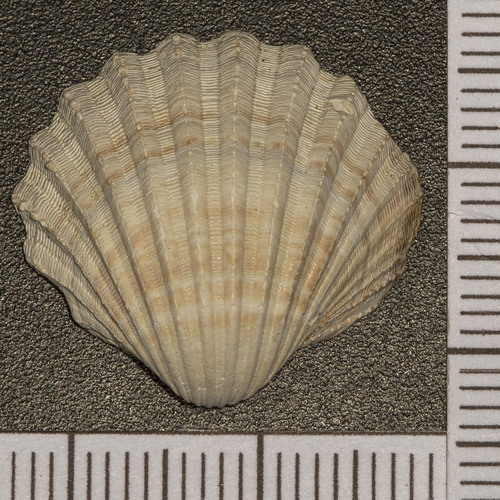 Acanthocardia paucicostata