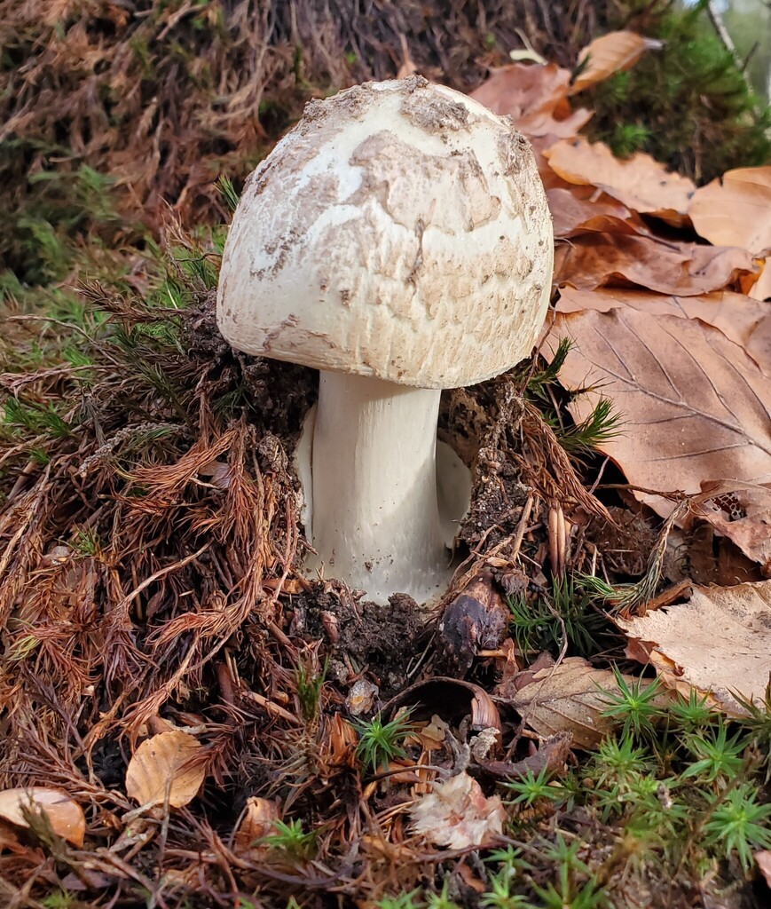 Amanita citrina · November 2025 · photo: © at54 (iNaturalist, cc0)