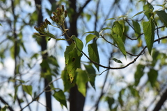 Dendroviguiera quinqueradiata
