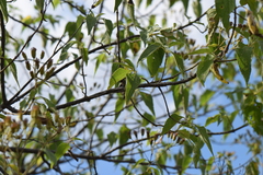 Dendroviguiera quinqueradiata