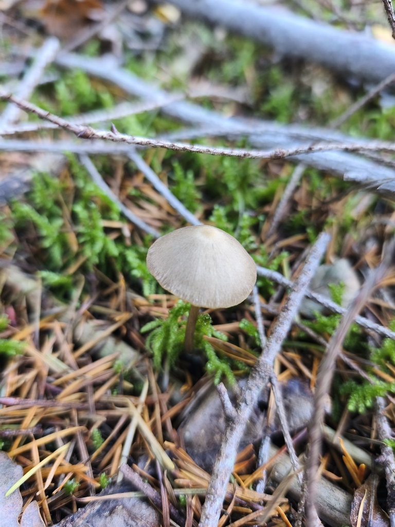 Mycena polygramma · November 2025 · photo: © mycototor (iNaturalist, cc-by)