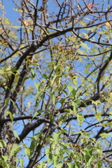 Dendroviguiera quinqueradiata