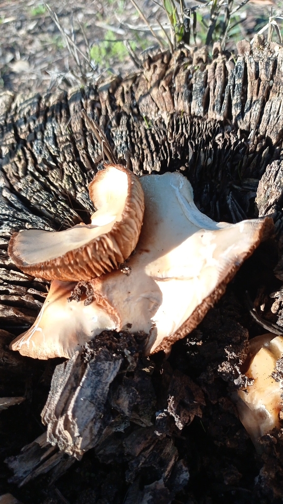 Cyclocybe cylindracea · November 2025 · photo: © paulogalvao (iNaturalist, cc-by-nc)