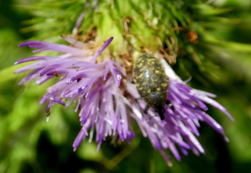 Turbine Cylindrical Weevil, 3947 Langbroek, Nederland, photo 4 of 10