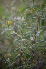 Trixis angustifolia