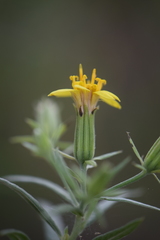 Trixis angustifolia