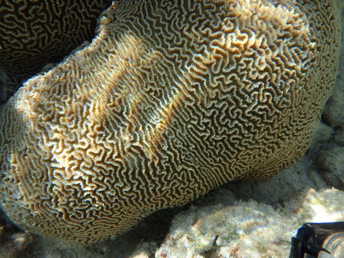 Platygyra lamellina observed 2017-02-20