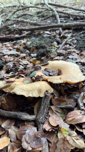 iNaturalist observation photo of golden milkcap