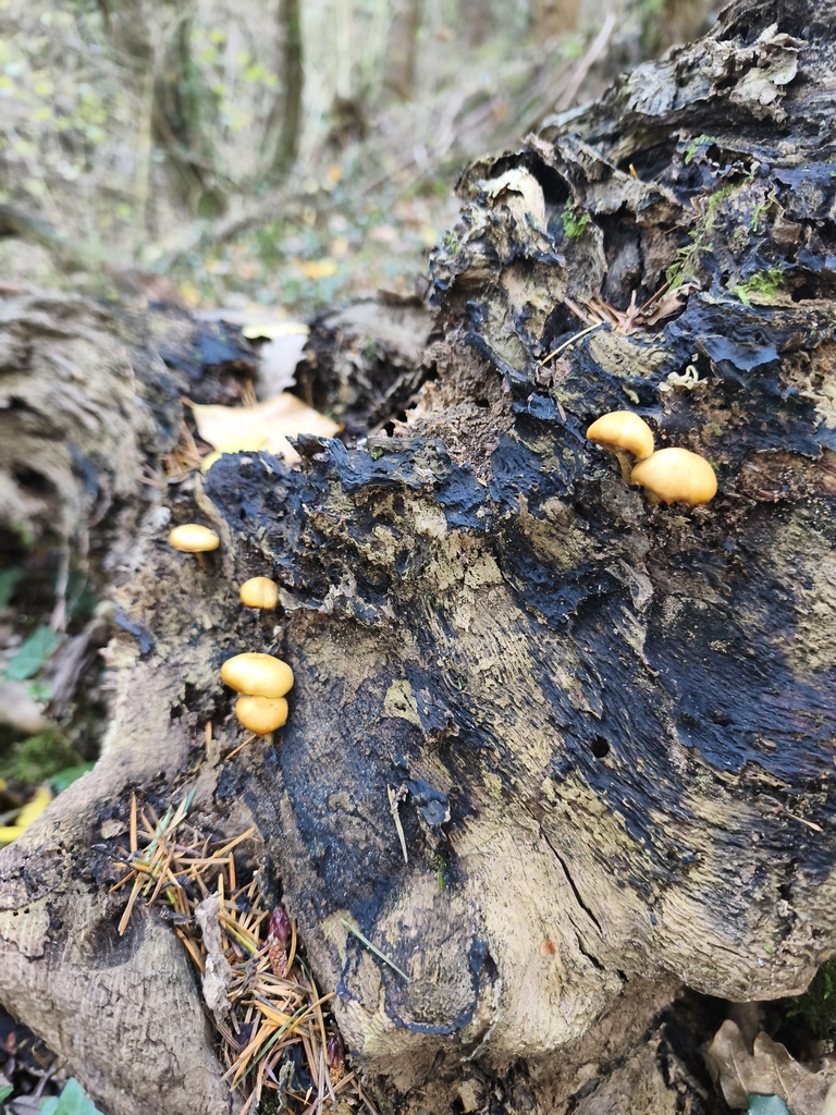 Galerina marginata · November 2025 · photo: © mycototor (iNaturalist, cc-by)