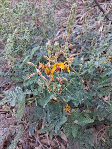 Indian rushpea