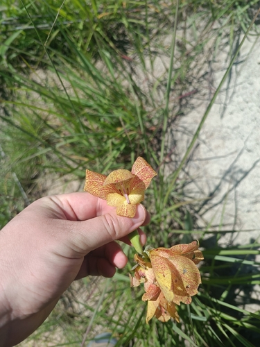 Dragon's-head Lily