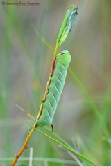 Sphinx drupiferarum