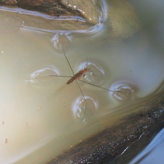 Limnometra cursitans