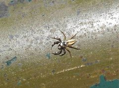 Phintelloides versicolor