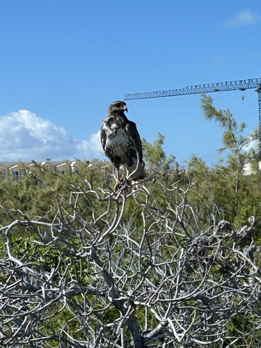 Cuban Black Hawk