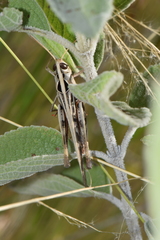 Rhammatocerus viatorius