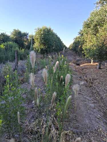 false Rhodes grass