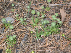 Ceratocephala testiculata