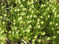 Ceratocephala testiculata