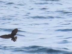 Hydrobates microsoma