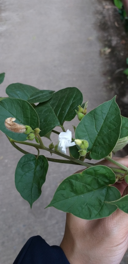 Bonamia semidigyna (Bonamia semidigyna)