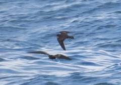 Hydrobates microsoma