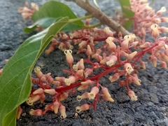 Sterculia parviflora