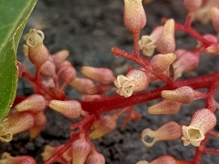 Sterculia parviflora