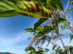 Sterculia parviflora