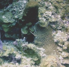 Lucayablennius zingaro