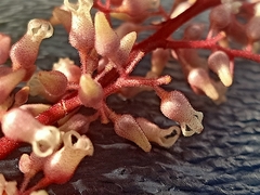 Sterculia parviflora