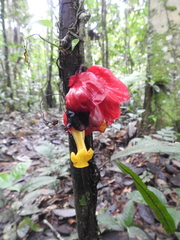 Drymonia coccinea