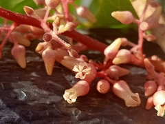 Sterculia parviflora
