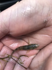 Gobiomorphus cotidianus