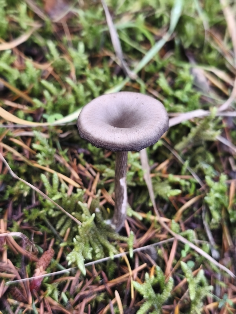 Pseudoclitocybe cyathiformis