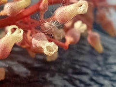 Sterculia parviflora