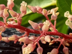 Sterculia parviflora