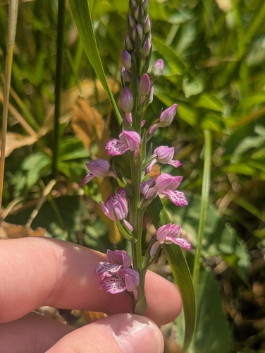 Dactylorhiza iberica (Dactylorhiza iberica)