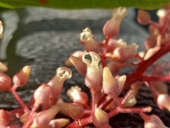 Sterculia parviflora