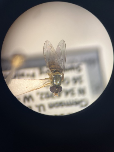 Unknown species found near Clemson University, Clemson, SC, US
