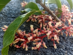 Sterculia parviflora