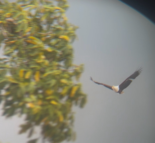 African Fish-Eagle