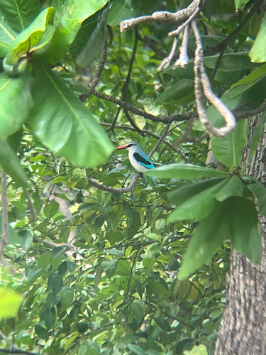 Woodland Kingfisher